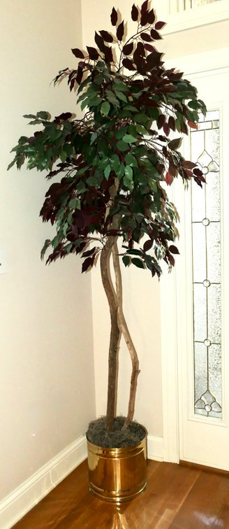 Faux Fig Tree in Brass Planter