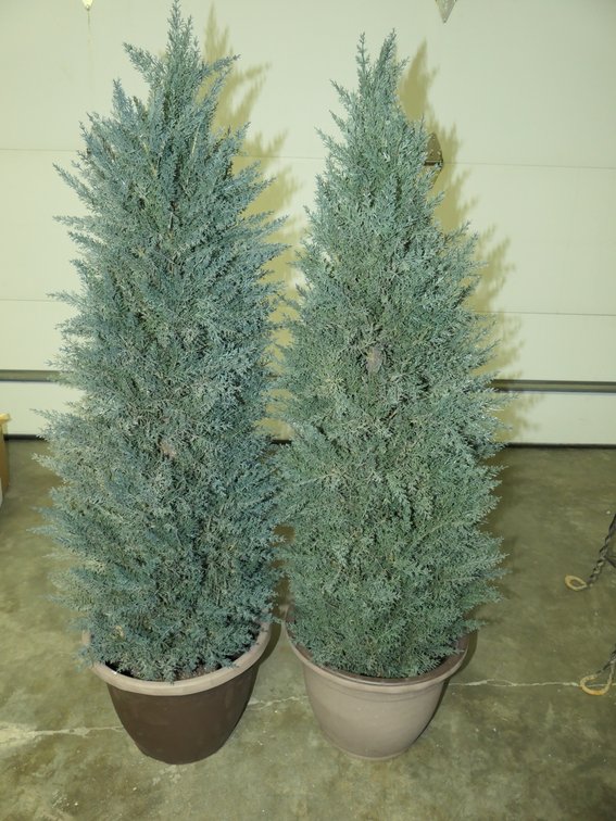 Pair of Faux Evergreen Trees in Planters