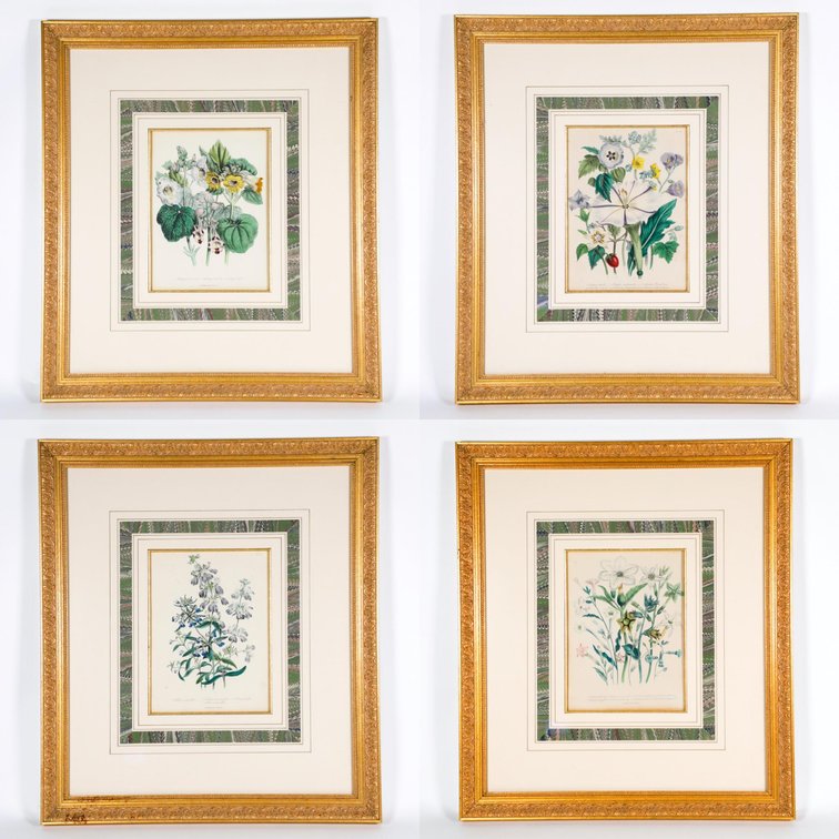 Set of Four Antique Hand Colored Botanical Engravings
