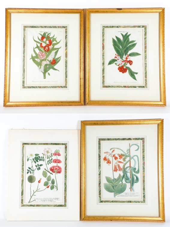 Set of Four Antique Hand Colored Botanical Engravings