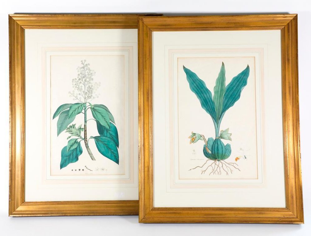 Pair of Antique Hand Colored Botanical Engravings