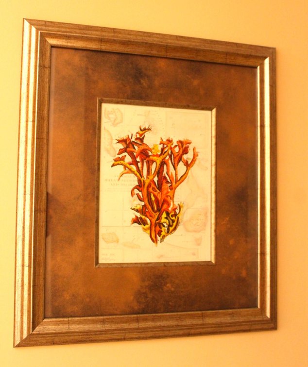 Framed Coral Print