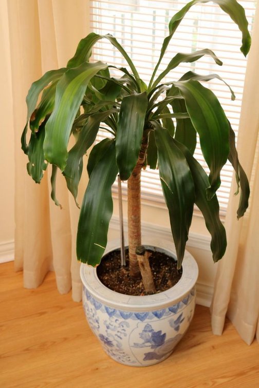 Dracaena Plant 