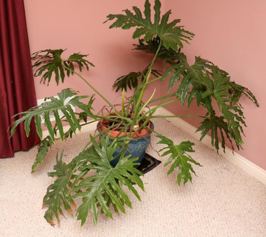 Large Monstera Plant in Ceramic Planter
