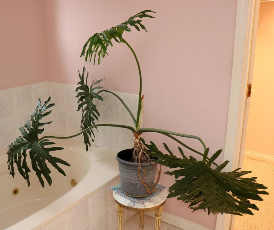 Large Monstera Plant in Ceramic Planter
