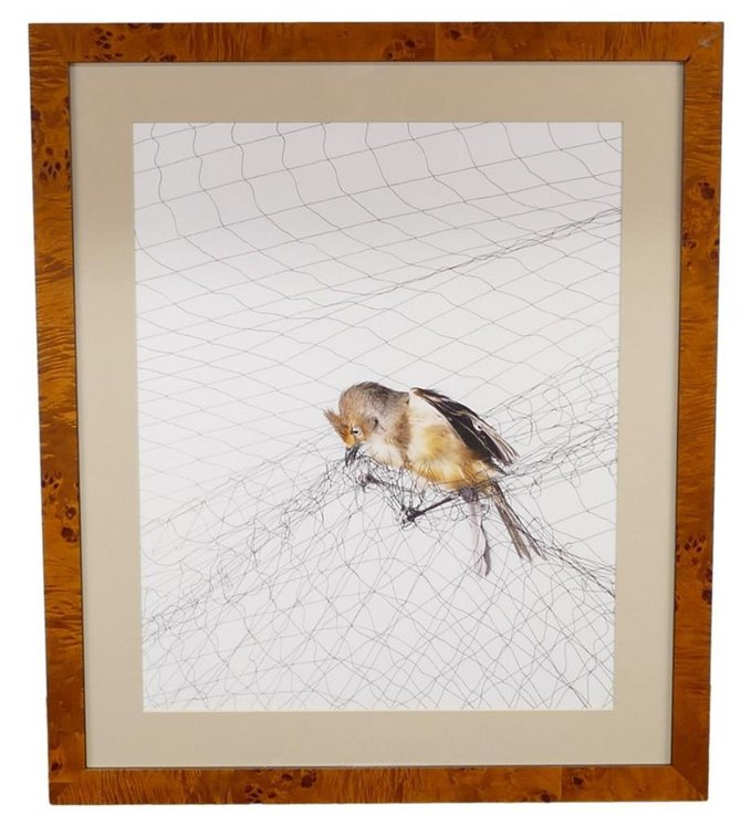 Netted Bird - Todd Forsgren Photograph