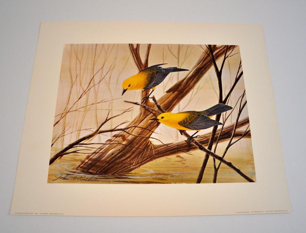 "Prothonotary Warblers" Print by John A. Ruthven