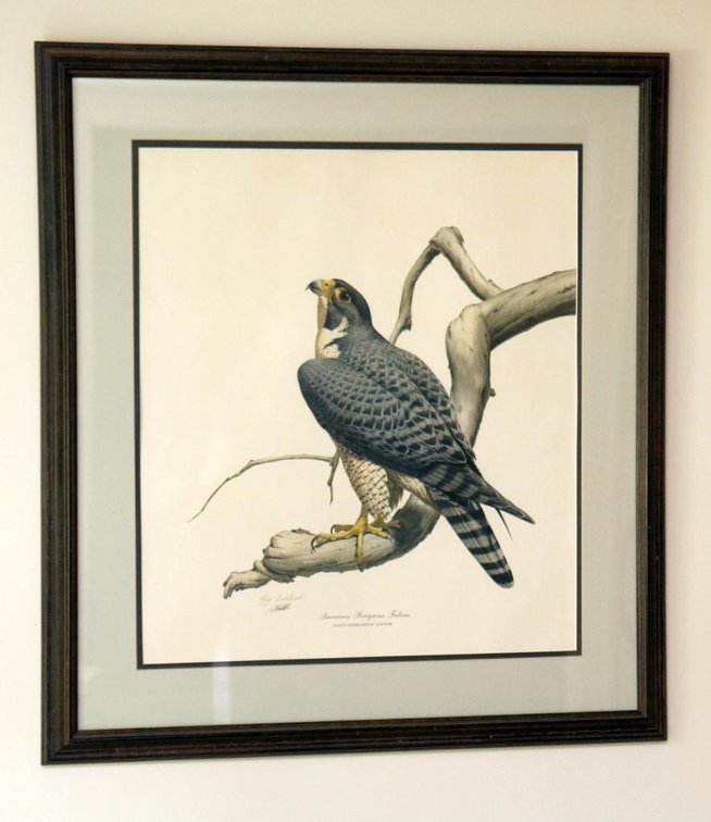 "American Peregrine Falcon" by Guy Coheleach