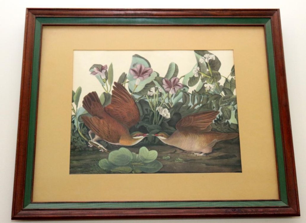 Hand Colored Avian Print