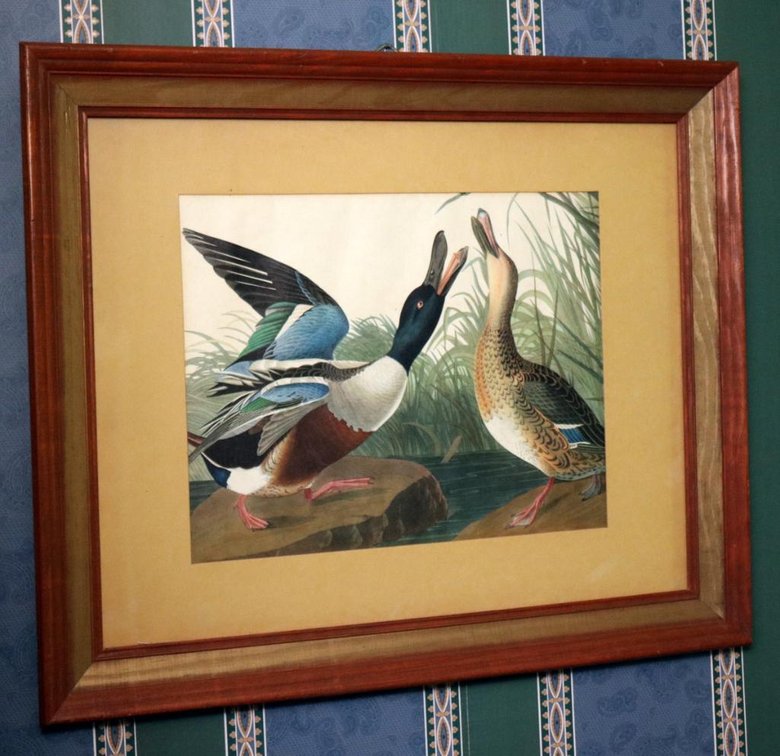 Hand Colored Print of Ducks