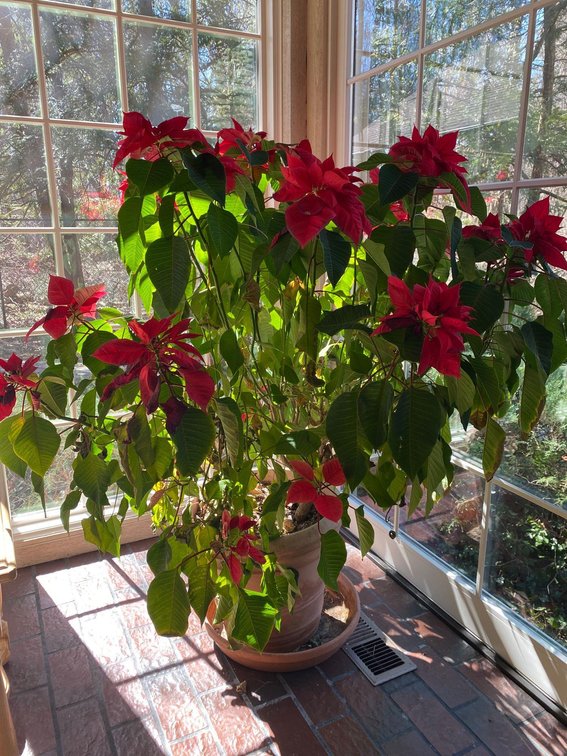 Poinsettia Tree
