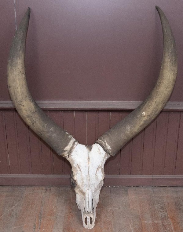 Ankole Watusi Cow Skull and Horns