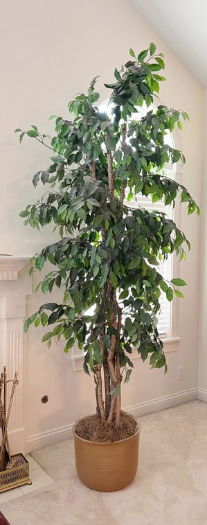 Faux Fig Tree in Clay Planter