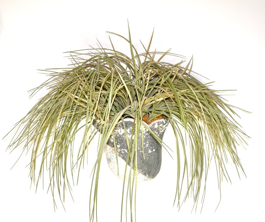 Wall Pocket Planter Pair