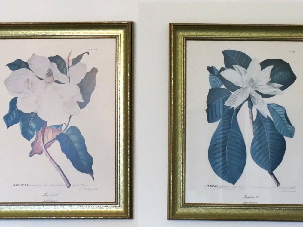 Framed Prints of Magnolia Engravings