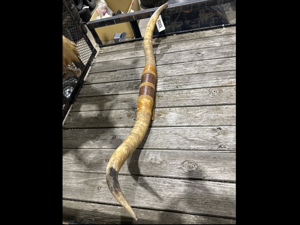 Image for Bull Horns