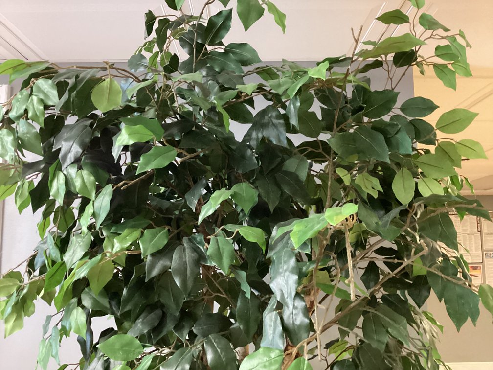 Image for 7’ Faux Fig Tree