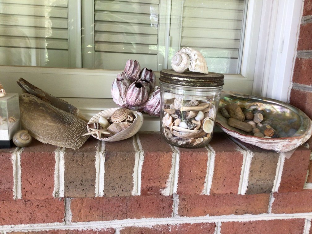 Image for Sea Shell Collection