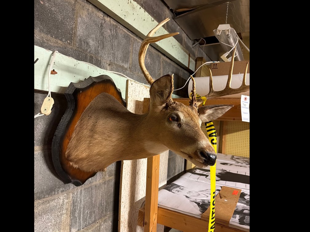 Image for Deer Head
