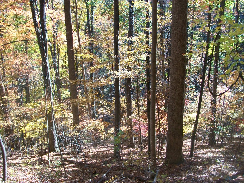 Image for 66.84 +/- ACRES FOR SALE IN NELSON COUNTY BELOW WINTERGREEN RESORT