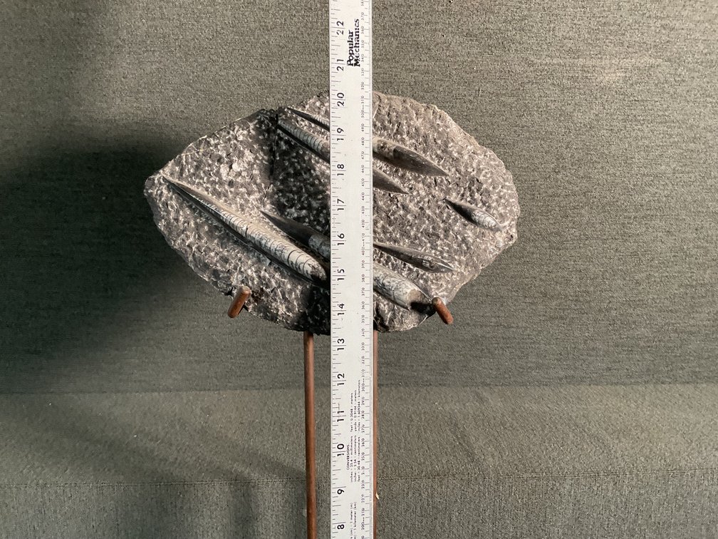 Image for Orthoceras Fossil on stand