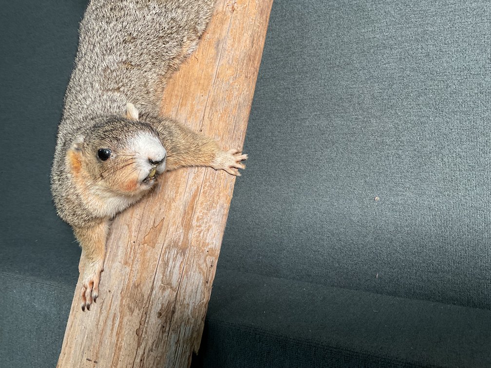 Image for Taxidermy Squirrel