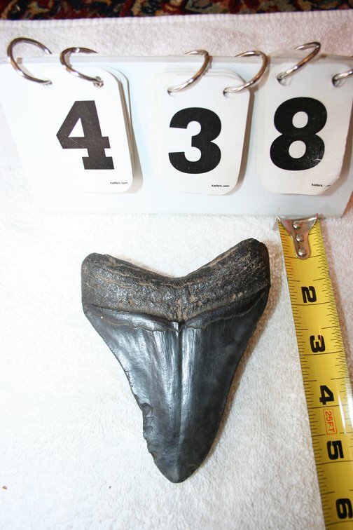 Image for Megalodon Tooth  4 1/2