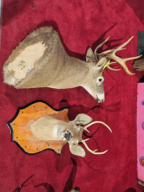 Mounted Taxidermy 9-point Buck