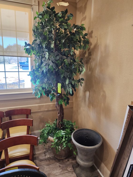 Ficus Tree, Approx. 8' T