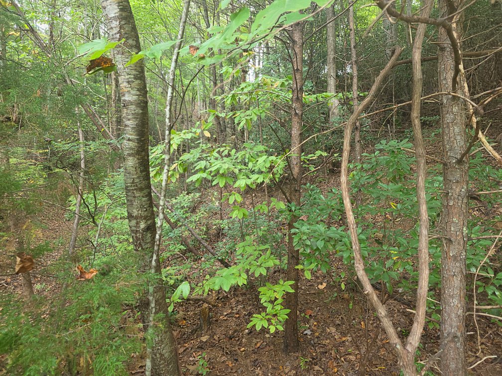 Image for 2 +/- Acre Lot in Innsbruck Golf Resort
