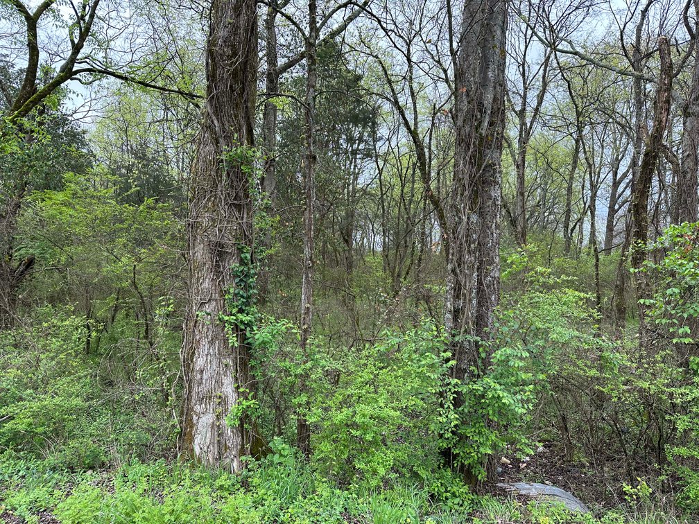 Image for 4140 Evans Street, 0 Walnut Lane, Murfreesboro