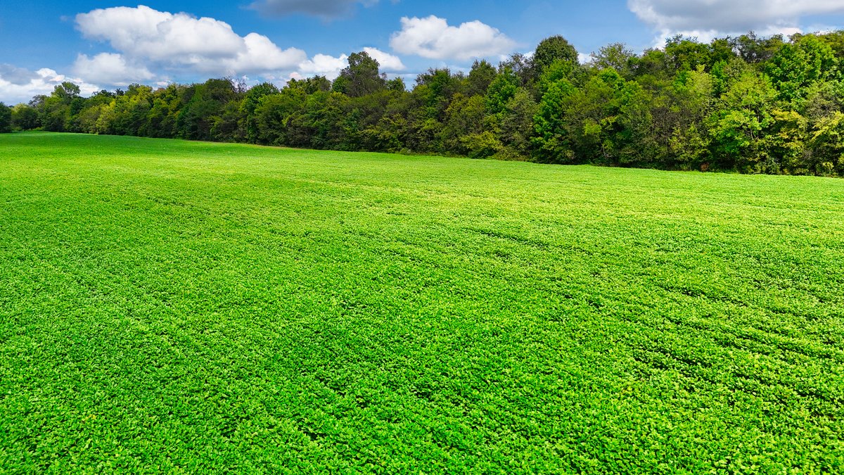 Image for Pittsburg Landing Road, Savannah TN