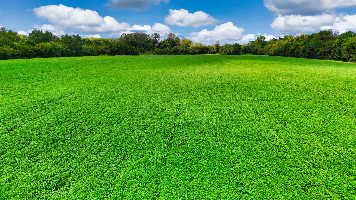 Image for Pittsburg Landing Road, Savannah TN