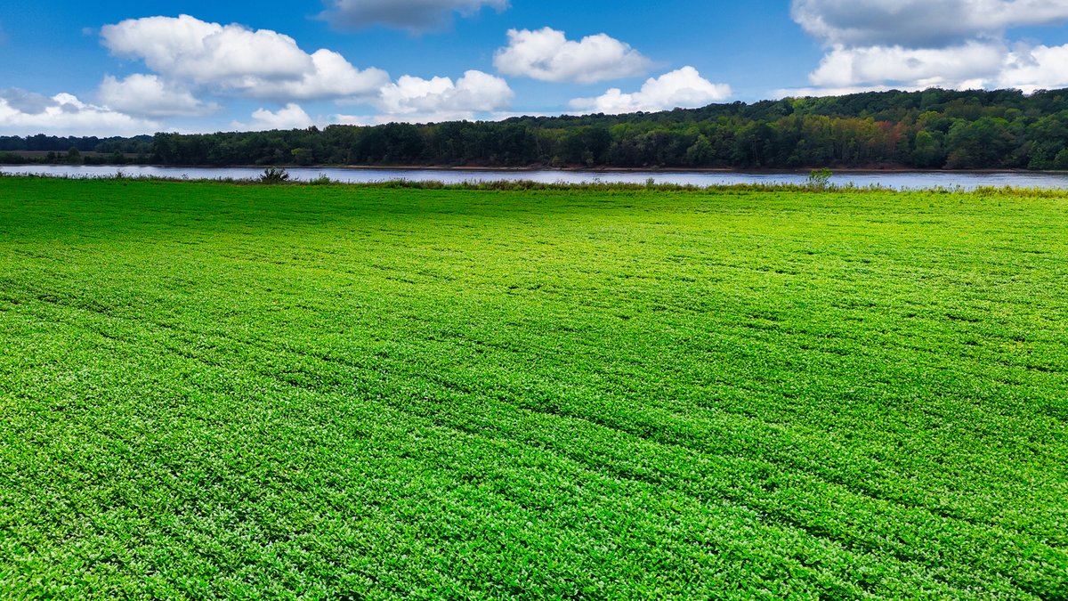 Image for Pittsburg Landing Road, Savannah TN