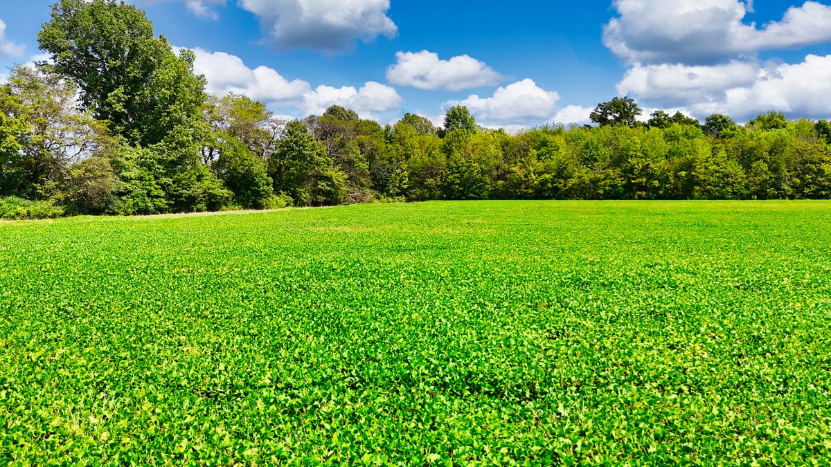 Image for Pittsburg Landing Road, Savannah TN