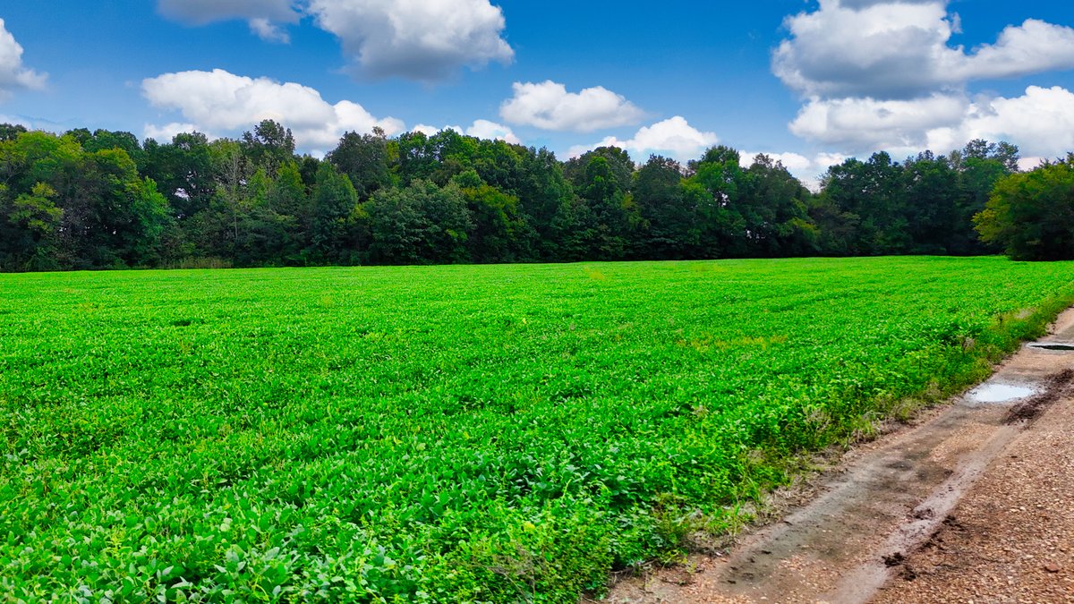Image for Pittsburg Landing Road, Savannah TN