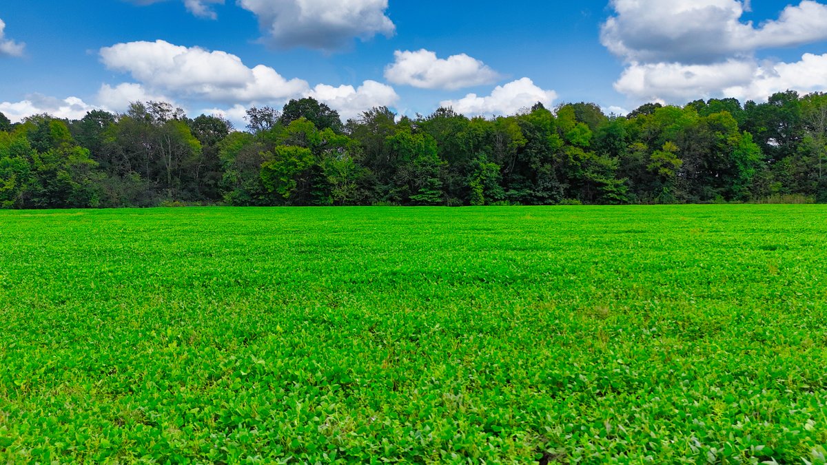 Image for Pittsburg Landing Road, Savannah TN