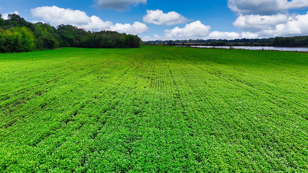 Image for Pittsburg Landing Road, Savannah TN