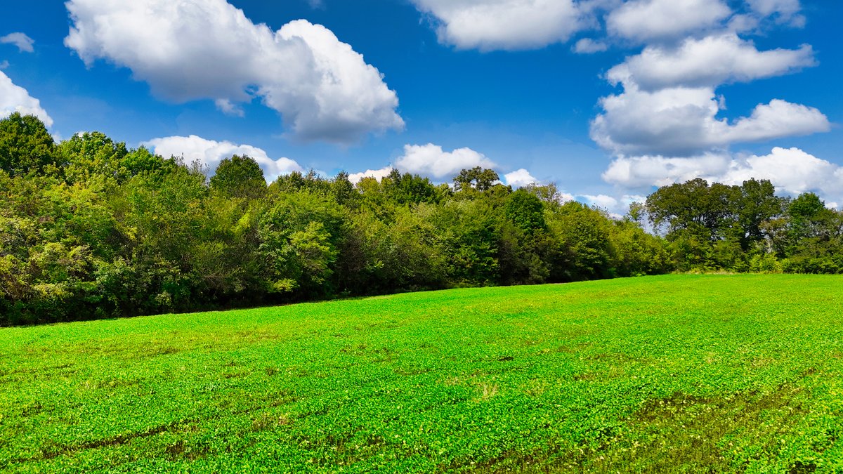Image for Pittsburg Landing Road, Savannah TN