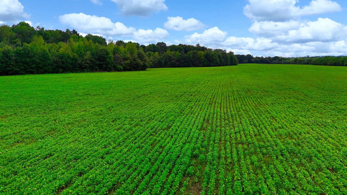 Image for Pittsburg Landing Road, Savannah TN