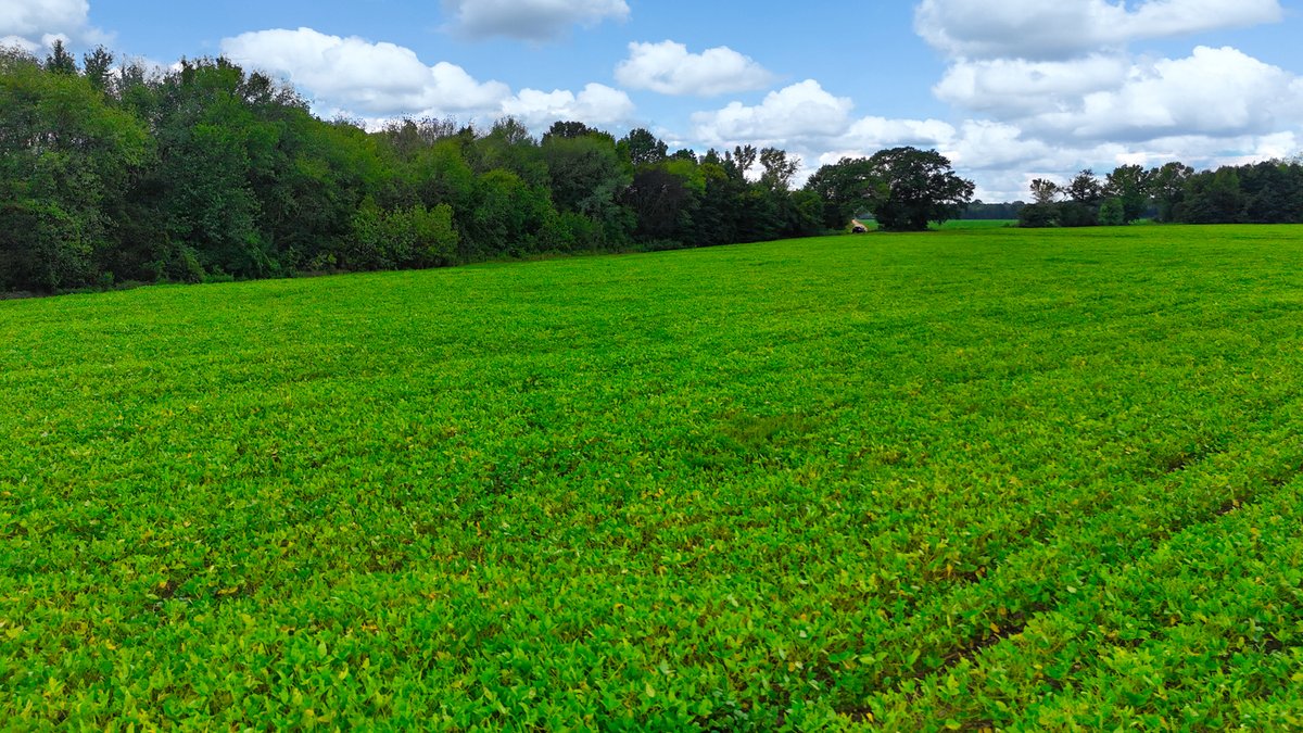 Image for Pittsburg Landing Road, Savannah TN