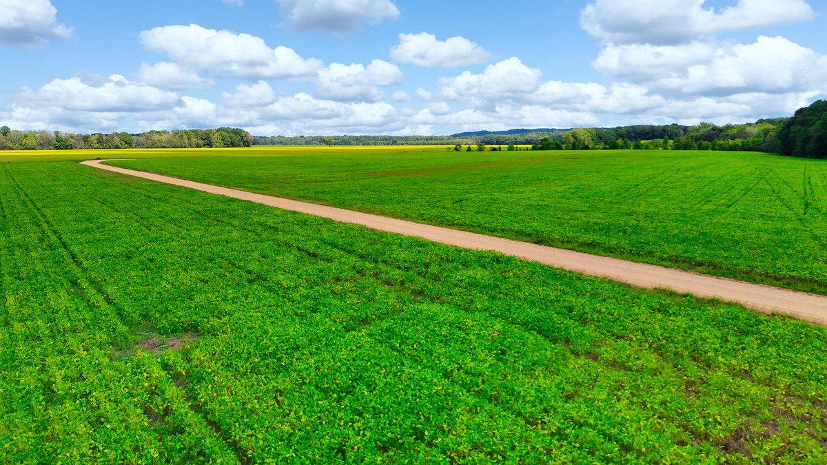 Image for Pittsburg Landing Road, Savannah TN
