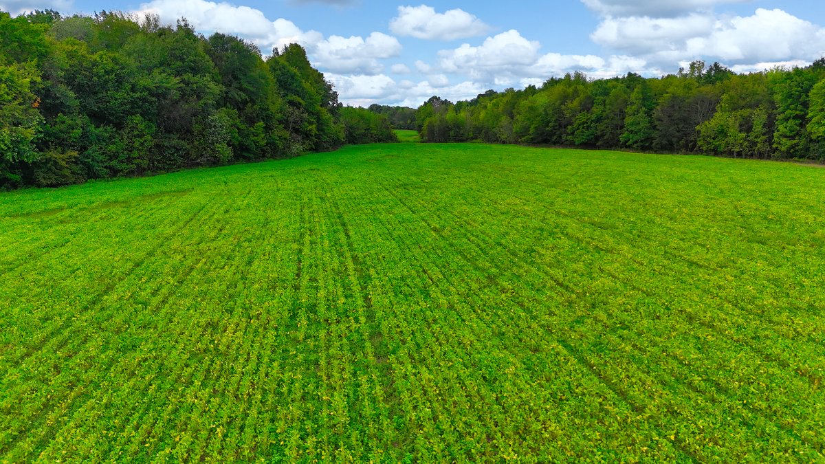 Image for Pittsburg Landing Road, Savannah TN