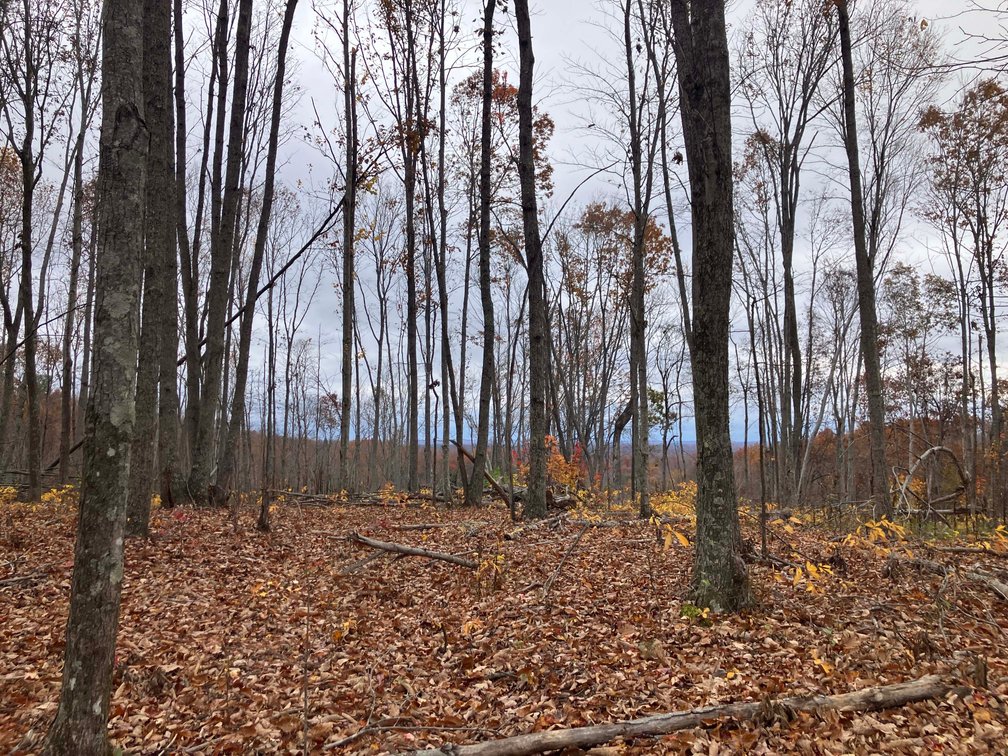 Image for Golden Acres – Mill Creek Rd, Sunbright, TN