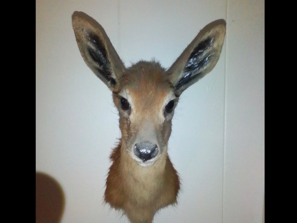 Small African Deer Mount