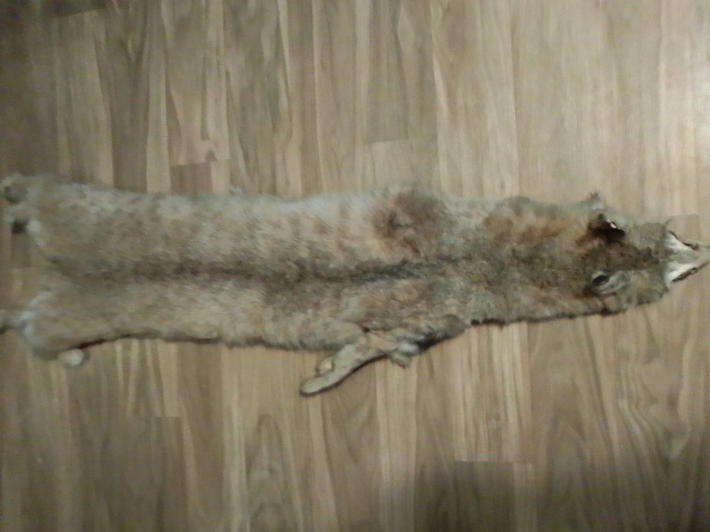 Fox Skin
