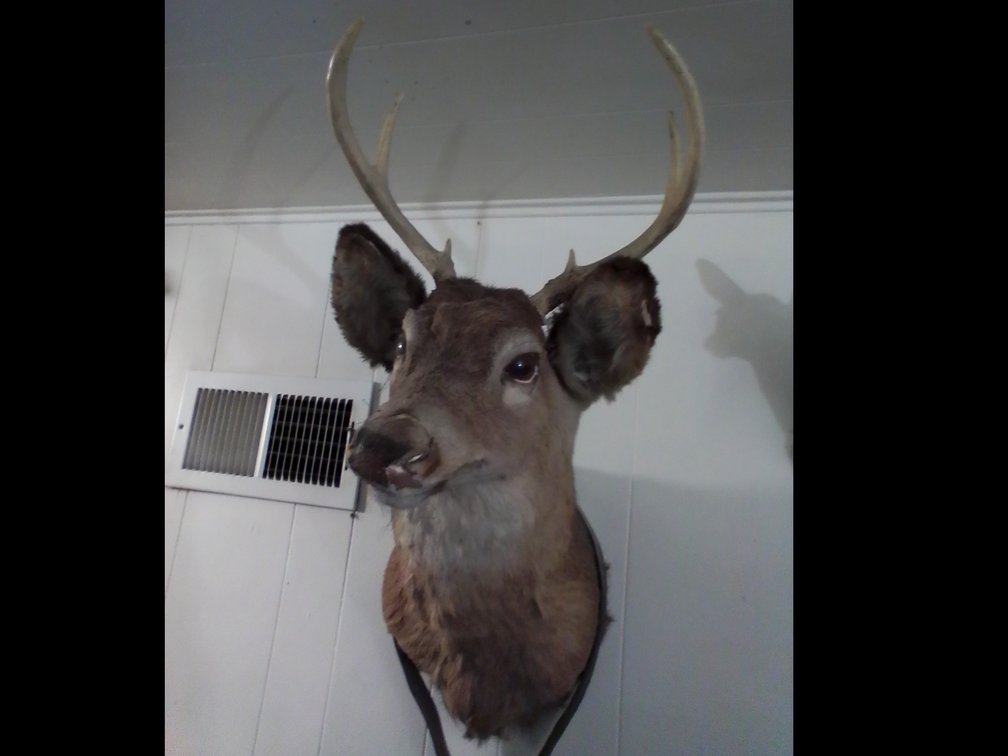 Deer mount