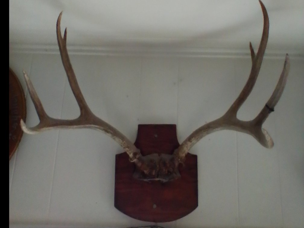 Antler mount