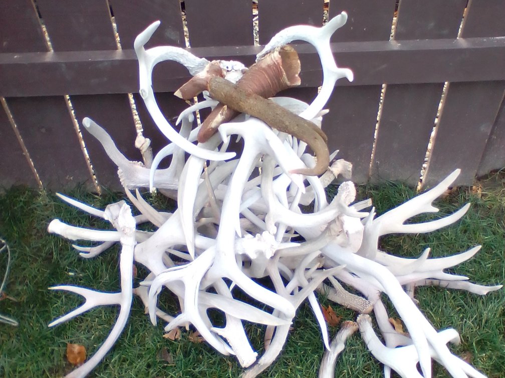 Deer Antlers
