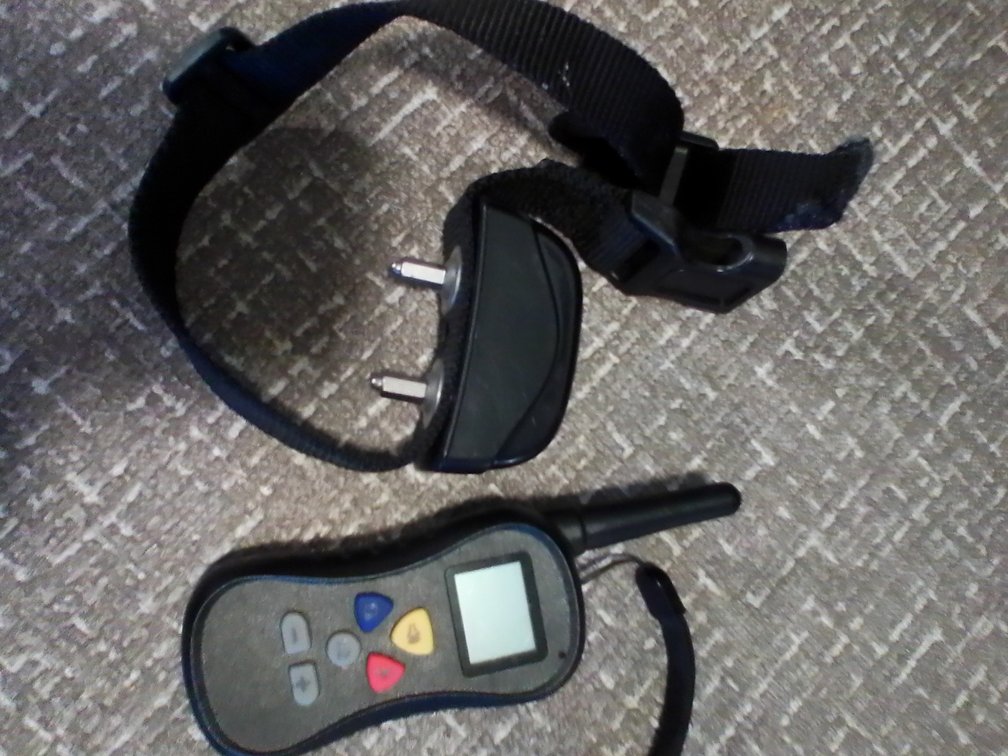 Shock collar for a dog